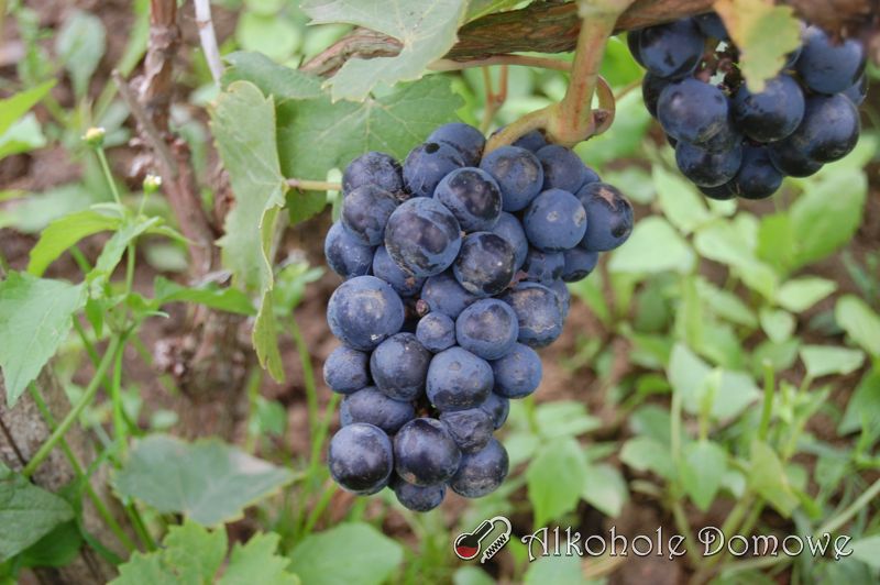Domowe winobranie 2019 Winogrona Regent