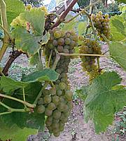 Przydomowa winnica - winorośle