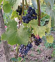 Przydomowa winnica - winorośle