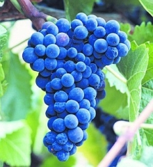 Wino z winogron - przepis ogólny